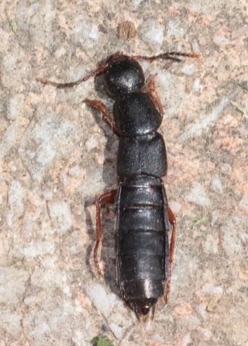 Ocypus brunnipes